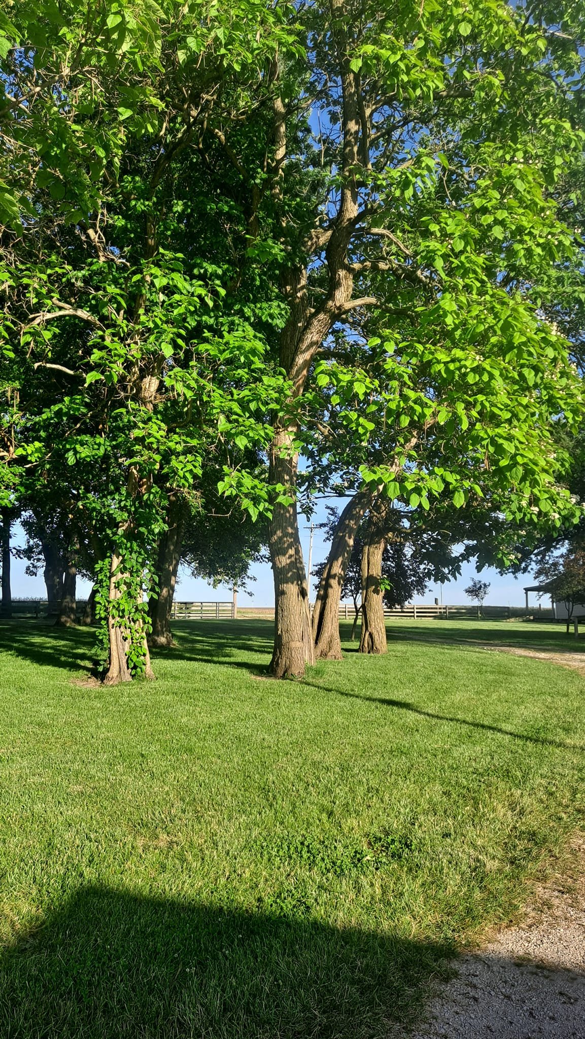 Manicured lawn with shade trees at Camp Ziegenhorn on a sunny day